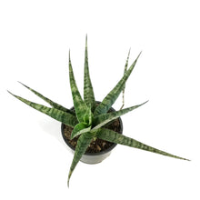 Load image into Gallery viewer, Sansevieria, 6in, Javanica