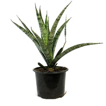 Load image into Gallery viewer, Sansevieria, 6in, Javanica