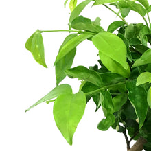 Load image into Gallery viewer, Water Jasmine, 6in, Wrightia religiosa