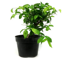 Load image into Gallery viewer, Water Jasmine, 6in, Wrightia religiosa