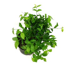 Load image into Gallery viewer, Water Jasmine, 6in, Wrightia religiosa