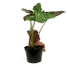Load image into Gallery viewer, Alocasia, 8in, Mayan Mask