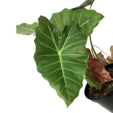 Load image into Gallery viewer, Alocasia, 8in, Mayan Mask