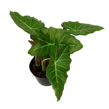 Load image into Gallery viewer, Alocasia, 8in, Mayan Mask