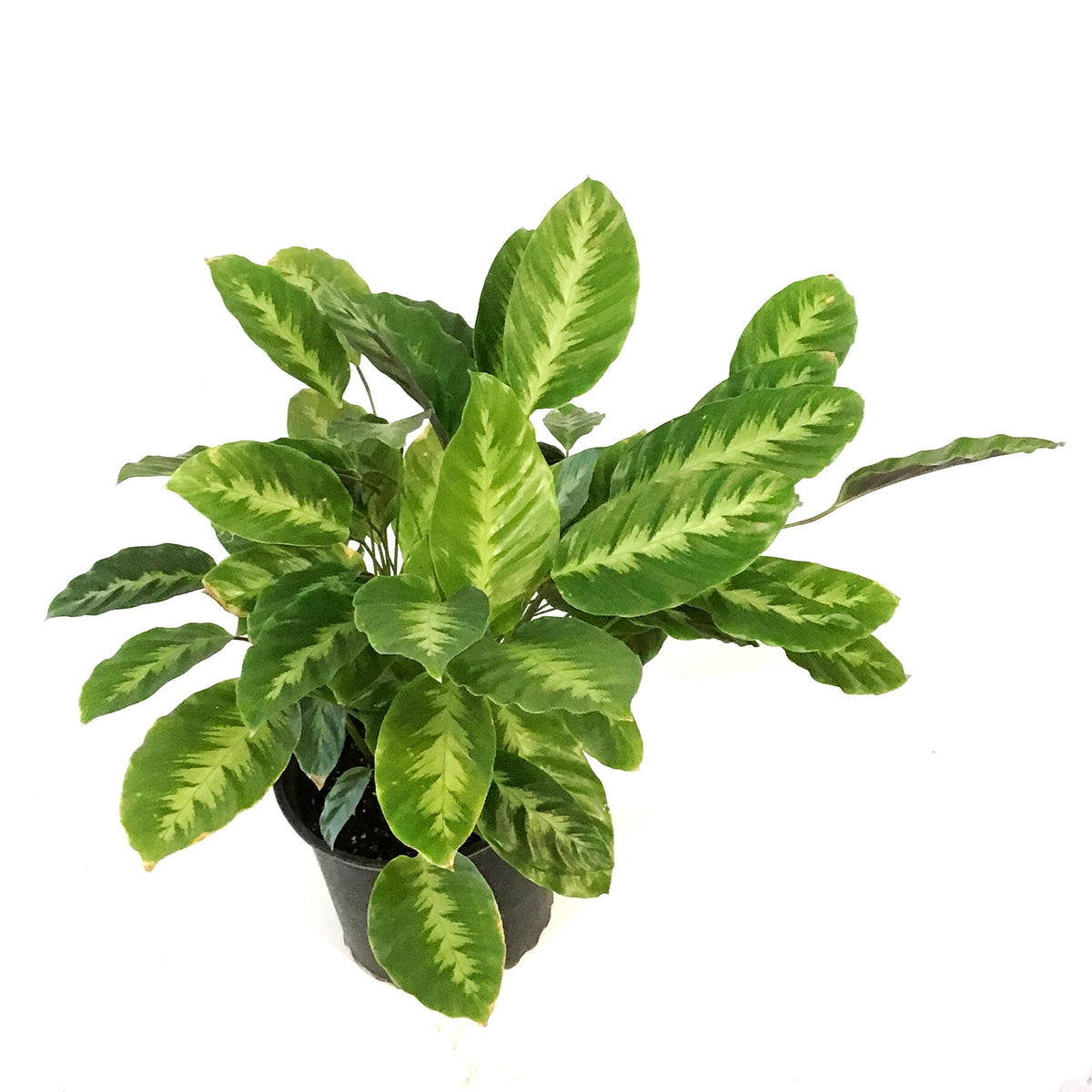 Calathea, 8in, Misto – Floral Acres Greenhouse & Garden Centre