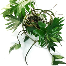 Load image into Gallery viewer, Philodendron, 8in HB, Tahiti