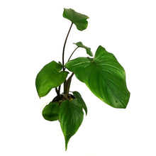 Load image into Gallery viewer, Homalomena, 4in, Emerald Green