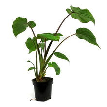Load image into Gallery viewer, Homalomena, 4in, Emerald Green