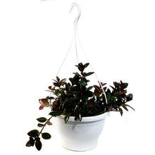 Load image into Gallery viewer, Goldfish Plant, 7in HB, Heidi