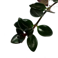 Load image into Gallery viewer, Goldfish Plant, 7in HB, Heidi