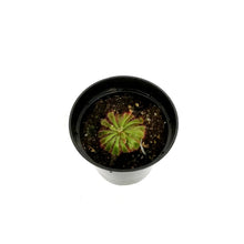 Load image into Gallery viewer, Sundew, 3.5in, Alice