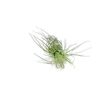 Load image into Gallery viewer, Tillandsia Magnusiana