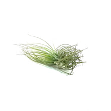 Load image into Gallery viewer, Tillandsia Magnusiana