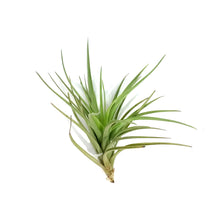 Load image into Gallery viewer, Tillandsia Tenuifolia,4-5"