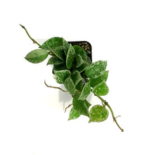 Load image into Gallery viewer, Hoya, 2in, Krohniana (Silver Splash)