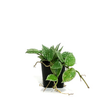 Load image into Gallery viewer, Hoya, 2in, Krohniana (Silver Splash)