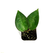 Load image into Gallery viewer, Hoya, 2in, Verticillata (Black Margin)