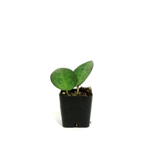 Load image into Gallery viewer, Hoya, 2in, Verticillata (Black Margin)