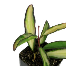 Load image into Gallery viewer, Hoya, 2in, Wayetii Variegated