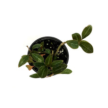 Load image into Gallery viewer, Jewel Orchid, 4.5in, Ludisia discolor nigrescens
