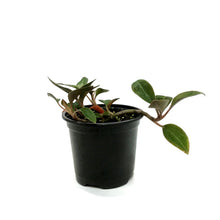 Load image into Gallery viewer, Jewel Orchid, 4.5in, Ludisia discolor nigrescens
