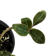 Load image into Gallery viewer, Jewel Orchid, 4.5in, Ludisia discolor nigrescens