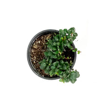 Load image into Gallery viewer, Medinilla, 4.5in, Sedifolia