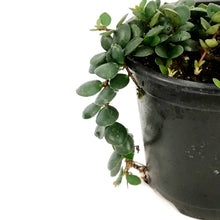 Load image into Gallery viewer, Medinilla, 4.5in, Sedifolia