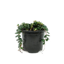 Load image into Gallery viewer, Medinilla, 4.5in, Sedifolia