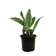 Load image into Gallery viewer, Sansevieria, 4.5in, Siam Silver