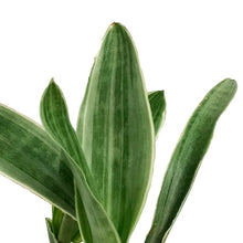 Load image into Gallery viewer, Sansevieria, 4.5in, Siam Silver