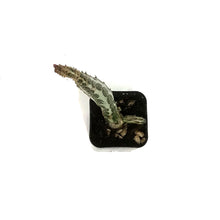 Load image into Gallery viewer, Pickle Plant, 2in, Senecio stapeliiformis