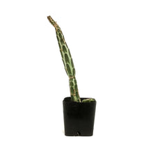 Load image into Gallery viewer, Pickle Plant, 2in, Senecio stapeliiformis