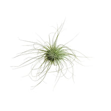Load image into Gallery viewer, Tillandsia Fuchsii