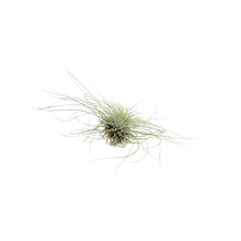 Load image into Gallery viewer, Tillandsia Fuchsii