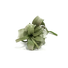 Load image into Gallery viewer, Tillandsia Streptophylla