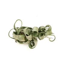 Load image into Gallery viewer, Tillandsia Streptophylla