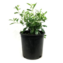 Load image into Gallery viewer, Cherry, 2 gal, Cutie Pie