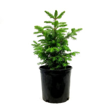 Load image into Gallery viewer, Fir, 2 gal, Balsam