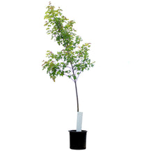 Load image into Gallery viewer, Maple, 10 gal, Autumn Blaze®