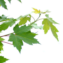 Load image into Gallery viewer, Maple, 10 gal, Autumn Blaze®