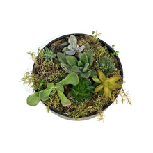 Load image into Gallery viewer, Planter, 8in, Succulent Capri Bowl, Assorted
