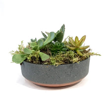 Load image into Gallery viewer, Planter, 8in, Succulent Capri Bowl, Assorted