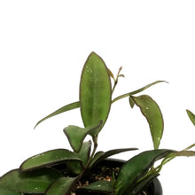 Load image into Gallery viewer, Hoya, 4in, Rosita