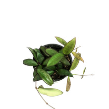 Load image into Gallery viewer, Hoya, 4in, Rosita