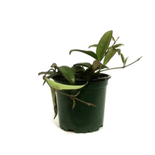 Load image into Gallery viewer, Hoya, 4in, Rosita