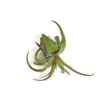 Load image into Gallery viewer, Tillandsia Capitata 'Peach', Extra Large