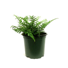 Load image into Gallery viewer, Fern, 4in, Rock
