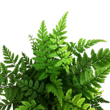 Load image into Gallery viewer, Fern, 4in, Rock