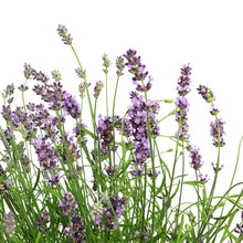 Load image into Gallery viewer, Lavender, 9in, English, Essence Purple